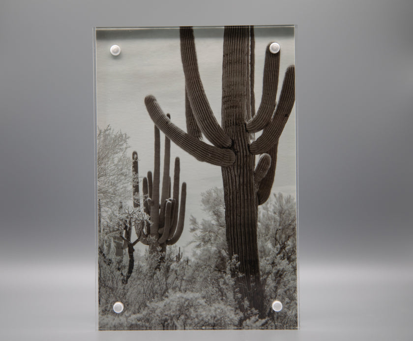 Saguaro Framed Print * Giclee Fine Art Print * Acrylic Frame Desktop