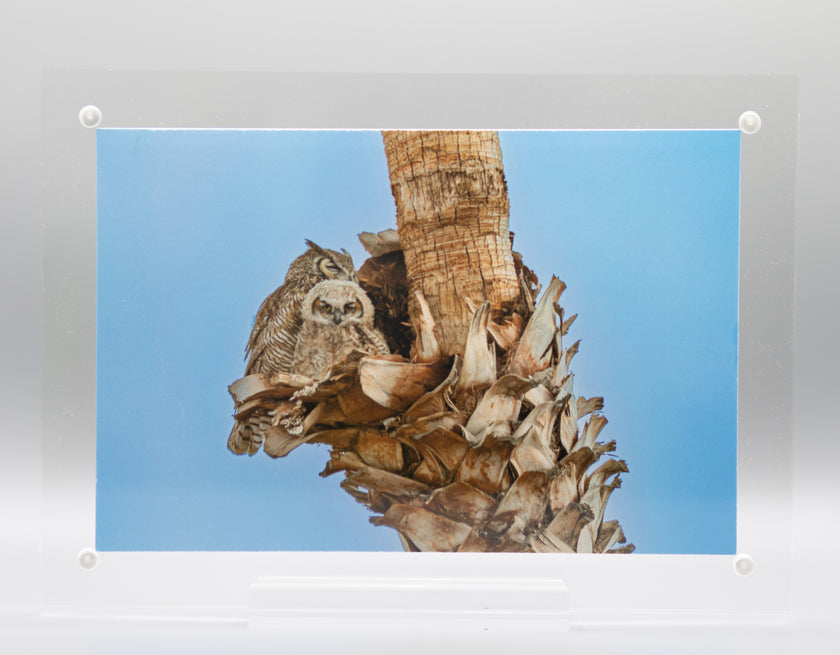 Great Horned Owl & Owlet * 4 Prints & 1 Frame Gift Set