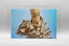 Great Horned Owl & Owlet  4 Print with One Double Sided Desktop Frame