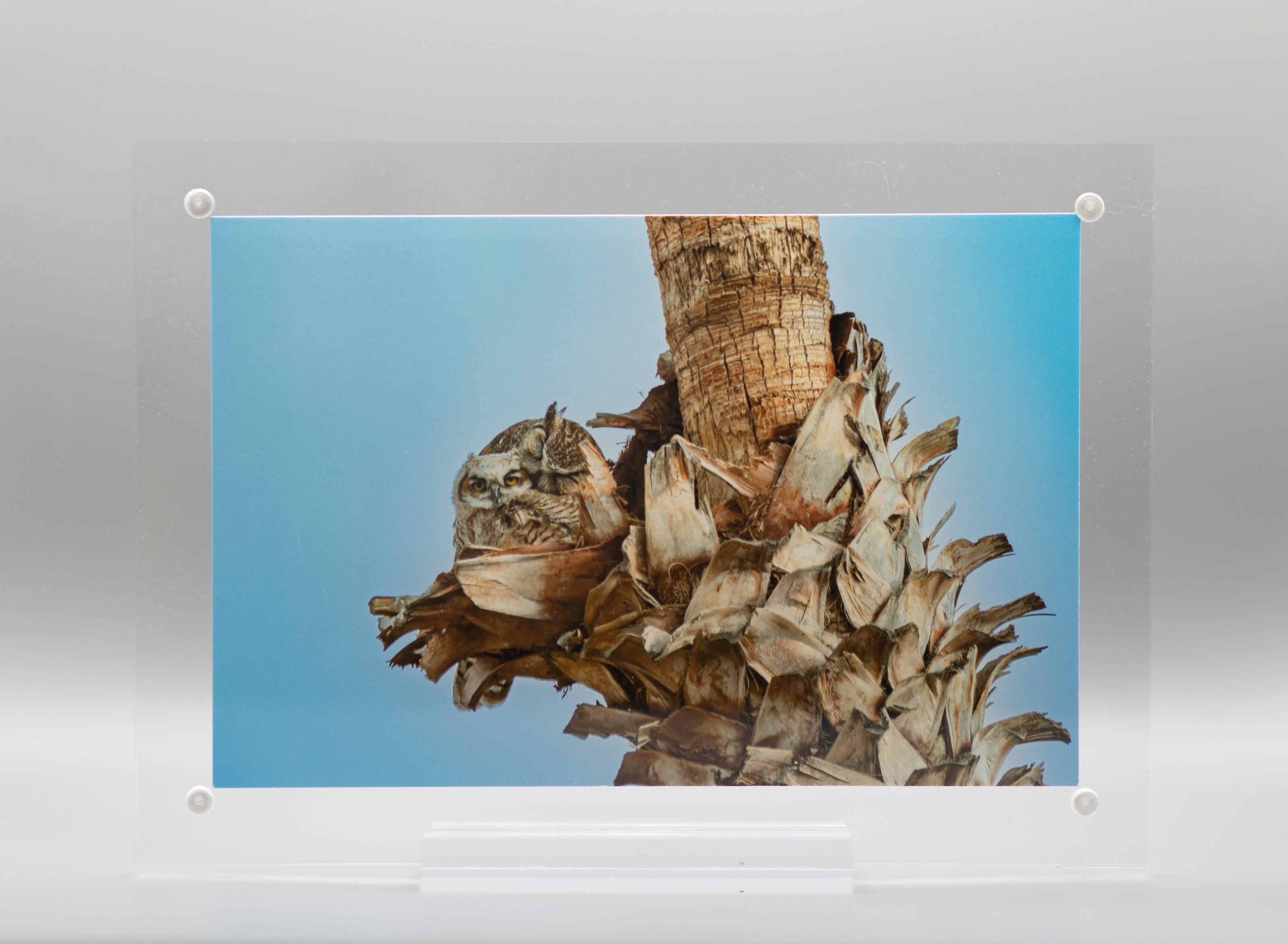 Great Horned Owl & Owlet  4 Print with One Double Sided Desktop Frame