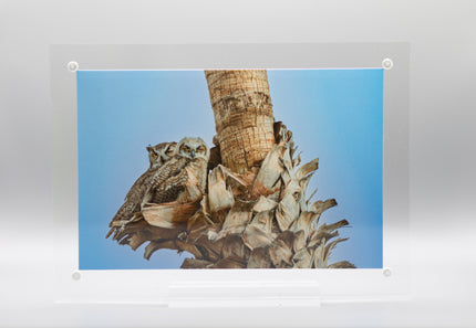 Great Horned Owl & Owlet  4 Print with One Double Sided Desktop Frame