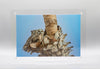 Great Horned Owl & Owlet  4 Print with One Double Sided Desktop Frame