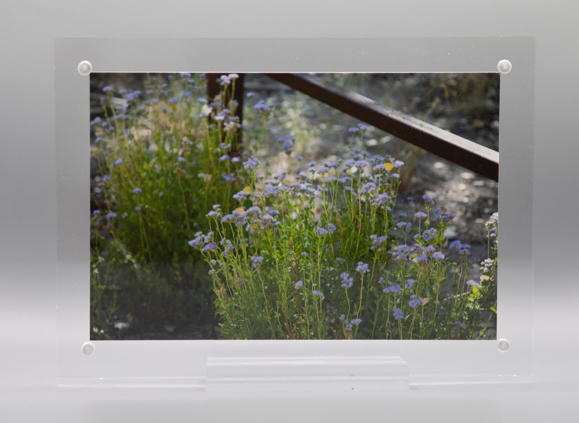 Lavender blooms * Framed Print * Giclee Fine Art Print