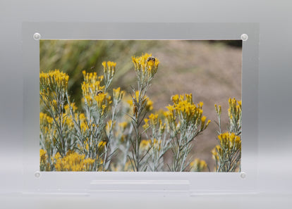 Yellow Blooming Rabbitbrush Shrub * Giclee Print* Acrylic Desktop Print