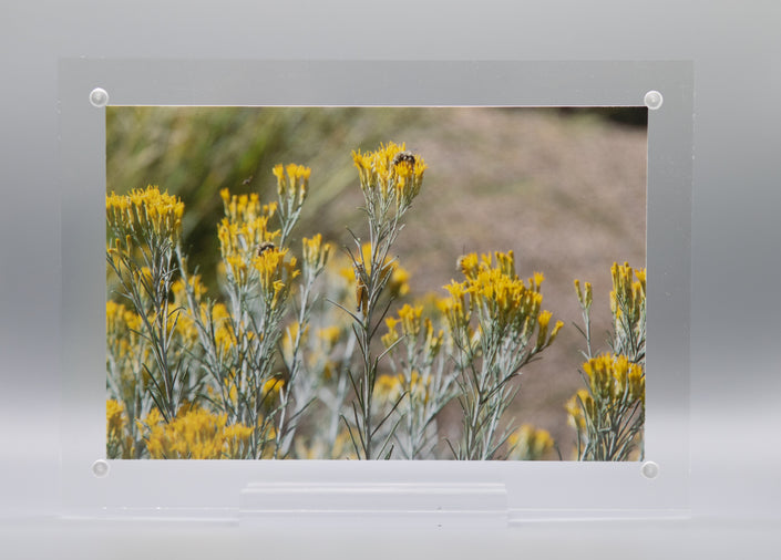Yellow Blooming Rabbitbrush Shrub * Giclee Print* Acrylic Desktop Print