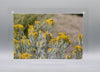 Yellow Blooming Rabbitbrush Shrub * Giclee Print* Acrylic Desktop Print