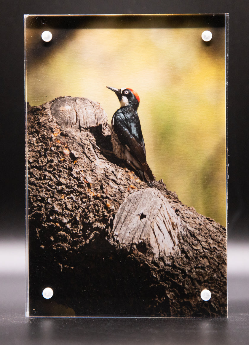 Acorn Woodpecker Version 1  Framed Print * Giclee Fine Art Print * Acrylic Frame Desktop