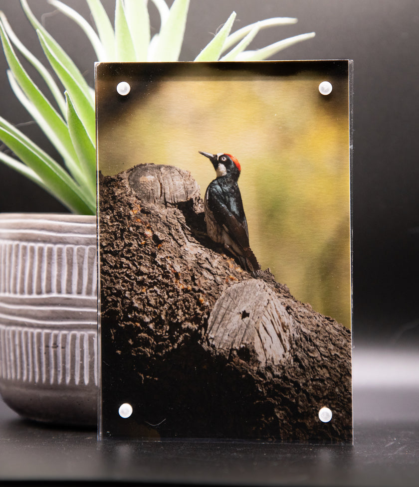 Acorn Woodpecker Version 1  Framed Print * Giclee Fine Art Print * Acrylic Frame Desktop