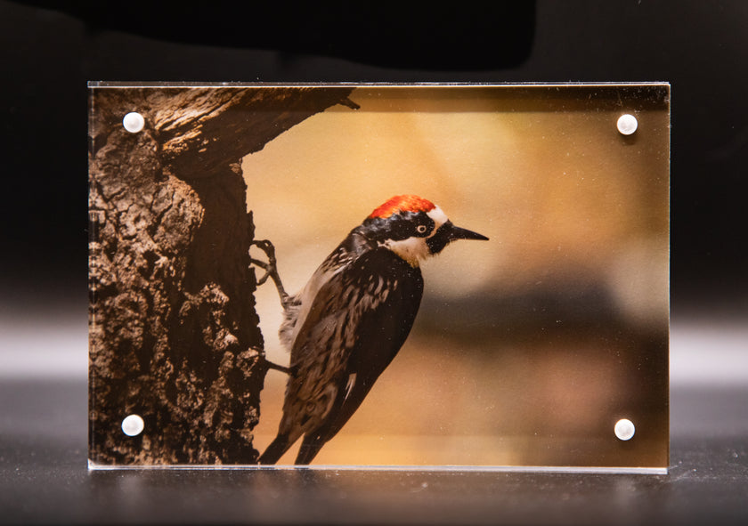 Acorn Woodpecker 2 Framed Print * Giclee Fine Art Print * Acrylic Frame Desktop