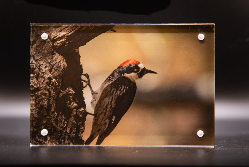 Acorn Woodpecker 2 Framed Print * Giclee Fine Art Print * Acrylic Frame Desktop