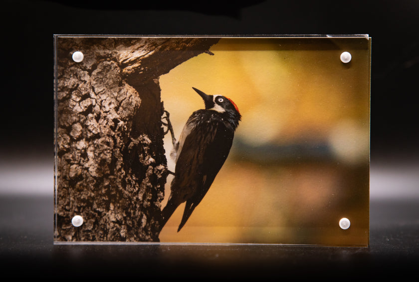 Acorn Woodpecker 3 Framed Print * Giclee Fine Art Print * Acrylic Frame Desktop
