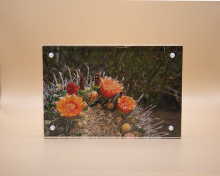Blooming Barrel Cacti Framed Print * Giclee Fine Art Print * Acrylic Frame Desktop
