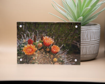 Blooming Barrel Cacti Framed Print * Giclee Fine Art Print * Acrylic Frame Desktop