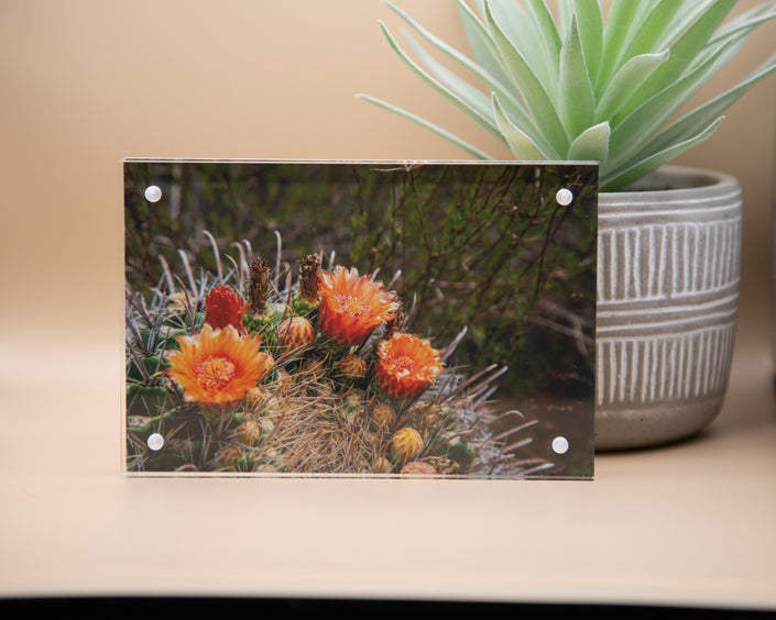 Blooming Barrel Cacti Framed Print * Giclee Fine Art Print * Acrylic Frame Desktop