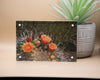 Blooming Barrel Cacti Framed Print * Giclee Fine Art Print * Acrylic Frame Desktop