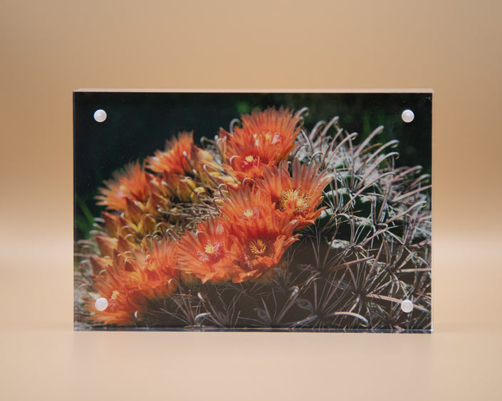 Blooming Cactus Framed Print * Giclee Fine Art Print * Acrylic Frame Desktop