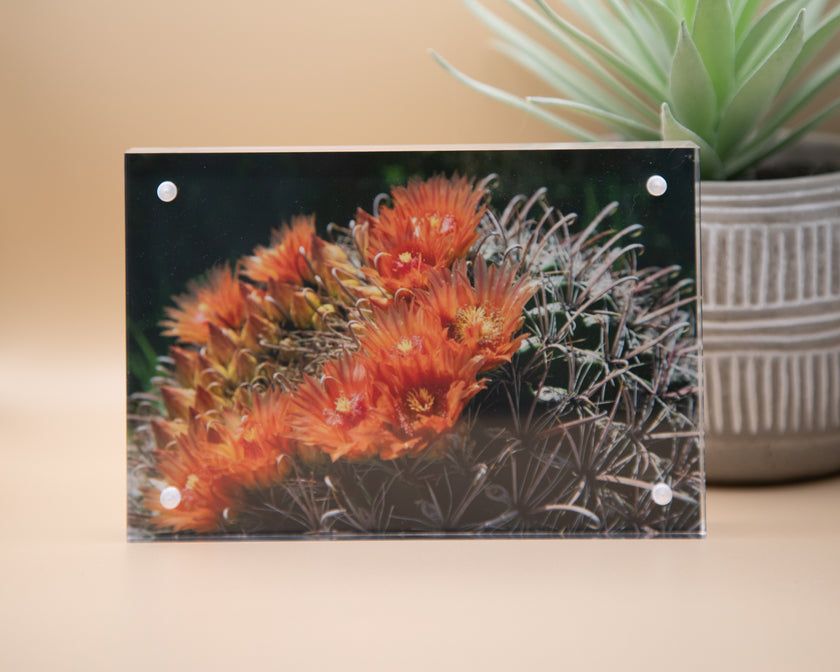 Blooming Cactus Framed Print * Giclee Fine Art Print * Acrylic Frame Desktop
