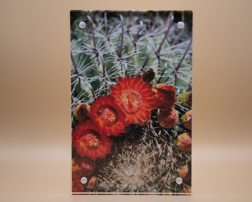 Red Blooming Cacti Framed Print * Giclee Fine Art Print * Acrylic Frame Desktop