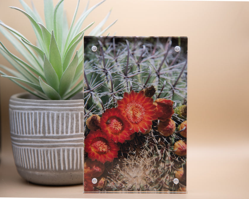 Red Blooming Cacti Framed Print * Giclee Fine Art Print * Acrylic Frame Desktop