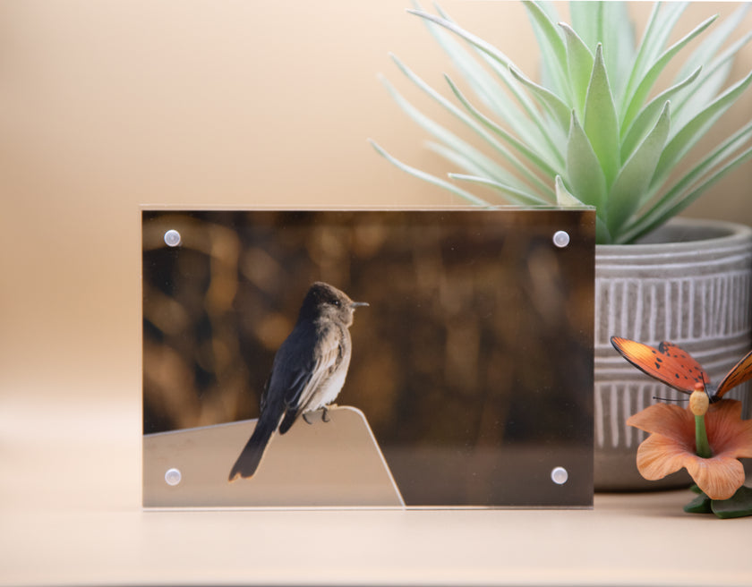 Flycatcher, Black Phoebe