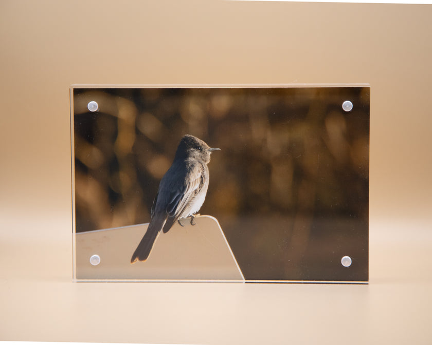 Flycatcher, Black Phoebe