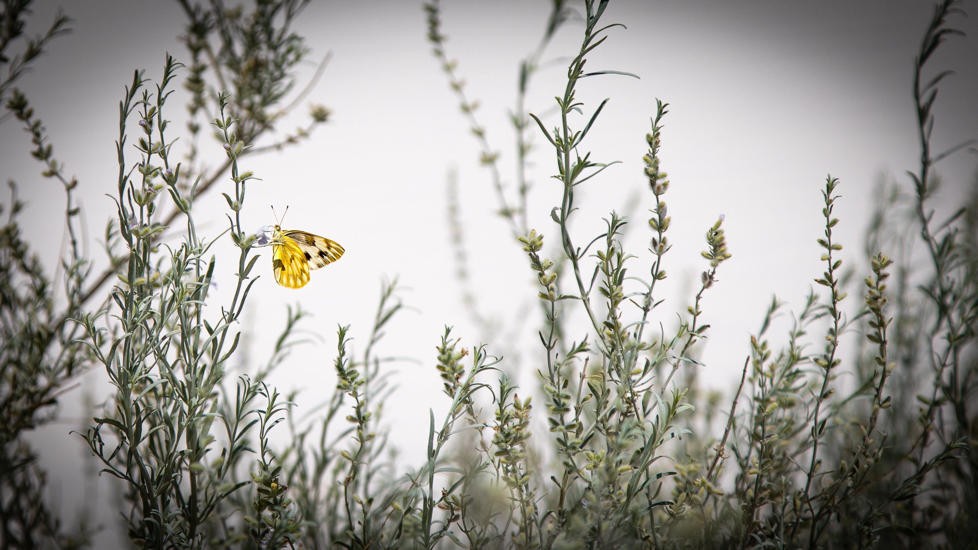 Butterfly White Sands on Canvas