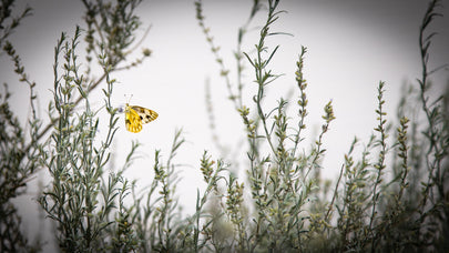Butterfly White Sands on Canvas