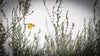 Butterfly White Sands on Canvas