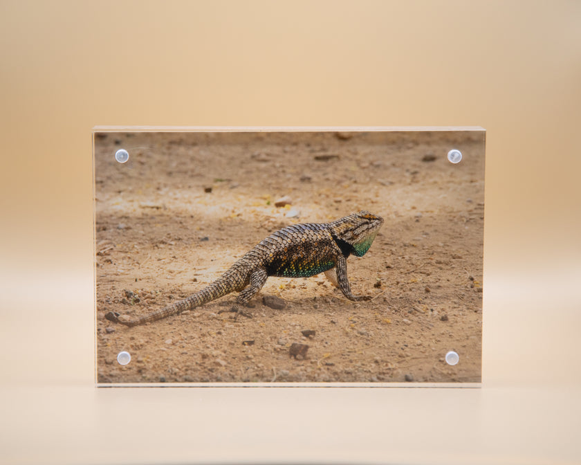 Lizard Framed Print * Giclee Fine Art Print * Acrylic Frame Desktop