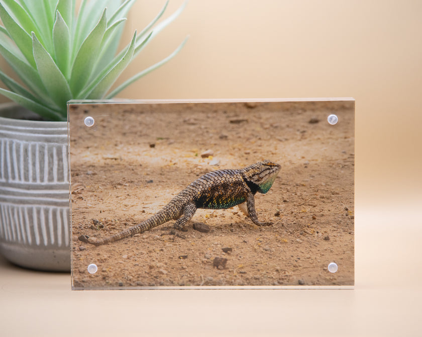 Lizard Framed Print * Giclee Fine Art Print * Acrylic Frame Desktop