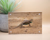 Lizard Framed Print * Giclee Fine Art Print * Acrylic Frame Desktop