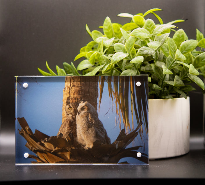 Great Horned Owl & Owlet Framed Print * Giclee Fine Art Print * Acrylic Frame Desktop