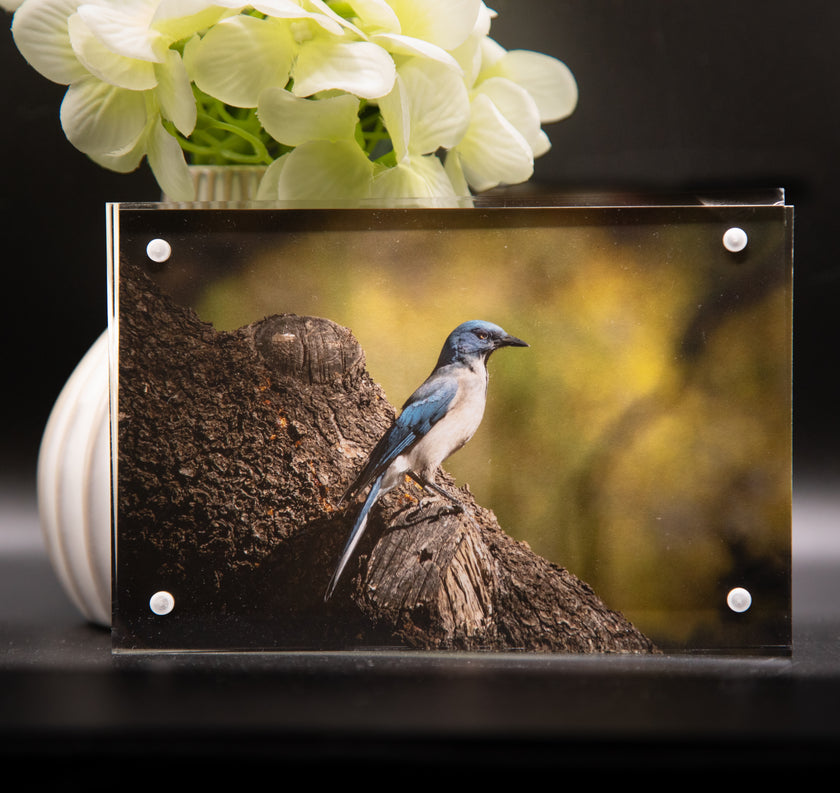 Mexican Blue Jay Framed Print * Giclee Fine Art Print * Acrylic Frame Desktop