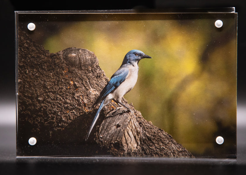 Mexican Blue Jay Framed Print * Giclee Fine Art Print * Acrylic Frame Desktop