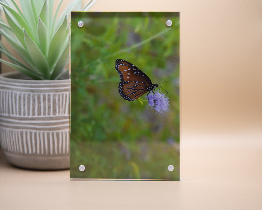 Monarch Butterfly on a Lavendar Bloom