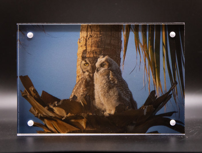 Great Horned Owl & Owlet Framed Print * Giclee Fine Art Print * Acrylic Frame Desktop