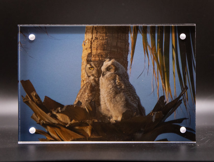 Great Horned Owl & Owlet Framed Print * Giclee Fine Art Print * Acrylic Frame Desktop