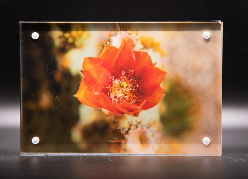 Prickly Pear Bloom Framed Print * Giclee Fine Art Print * Acrylic Frame Desktop