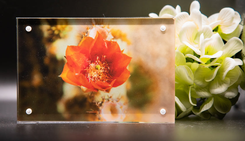 Prickly Pear Bloom Framed Print * Giclee Fine Art Print * Acrylic Frame Desktop