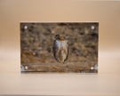 Hawk, Red Tail