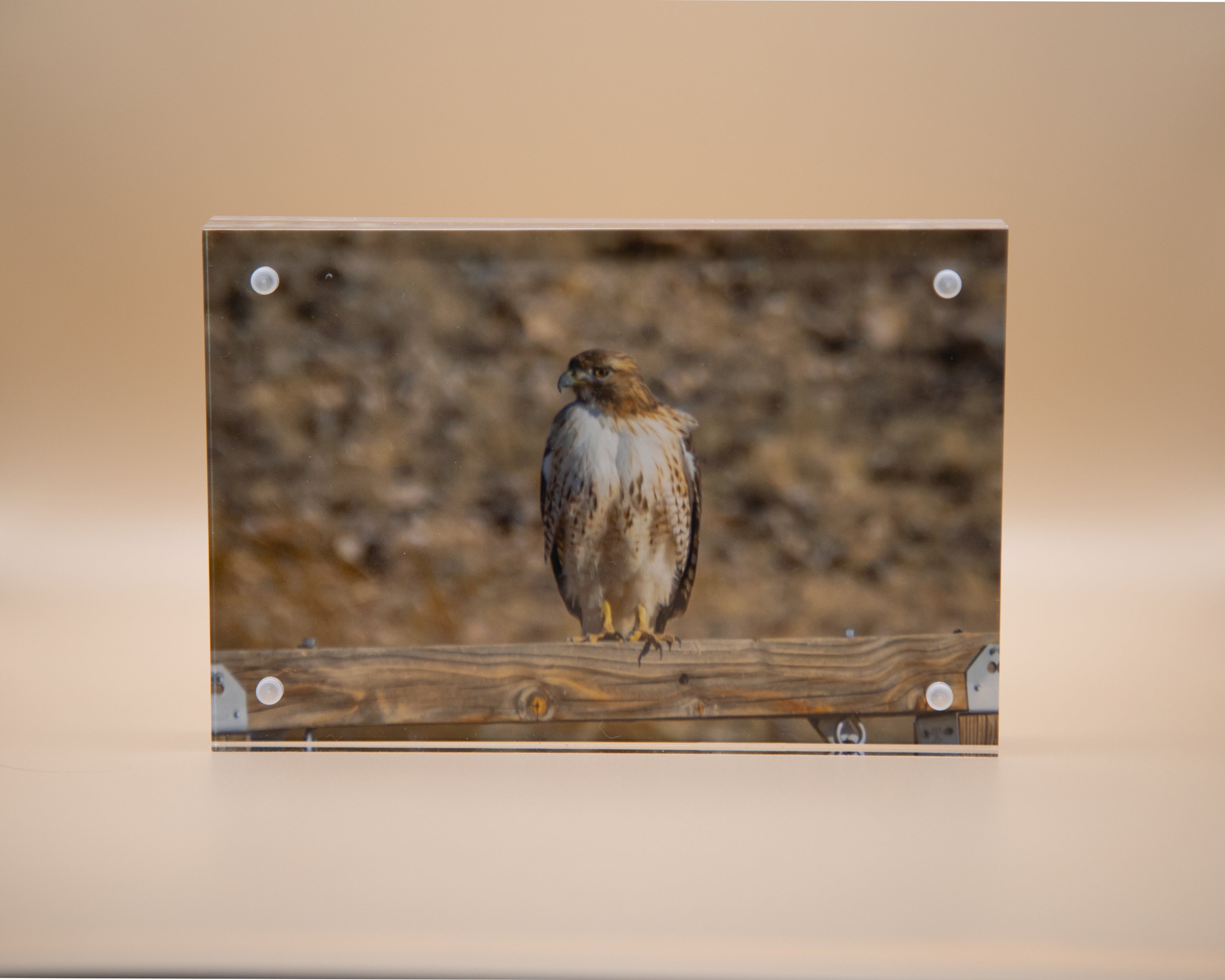 Hawk, Red Tail