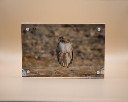 Hawk, Red Tail