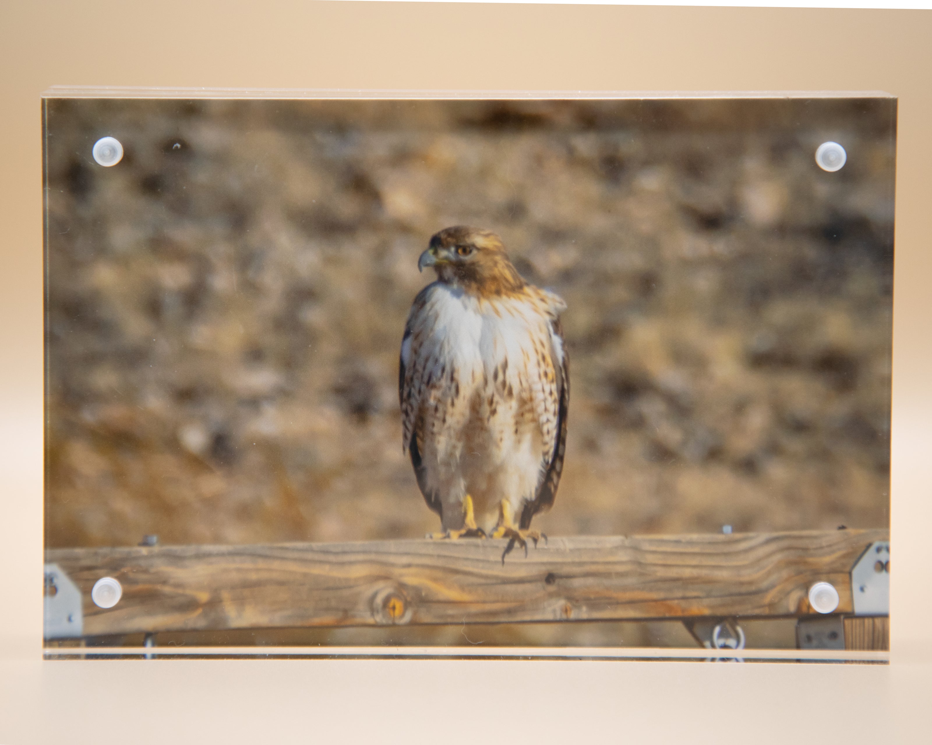Hawk, Red Tail
