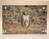 Hawk, Red Tail