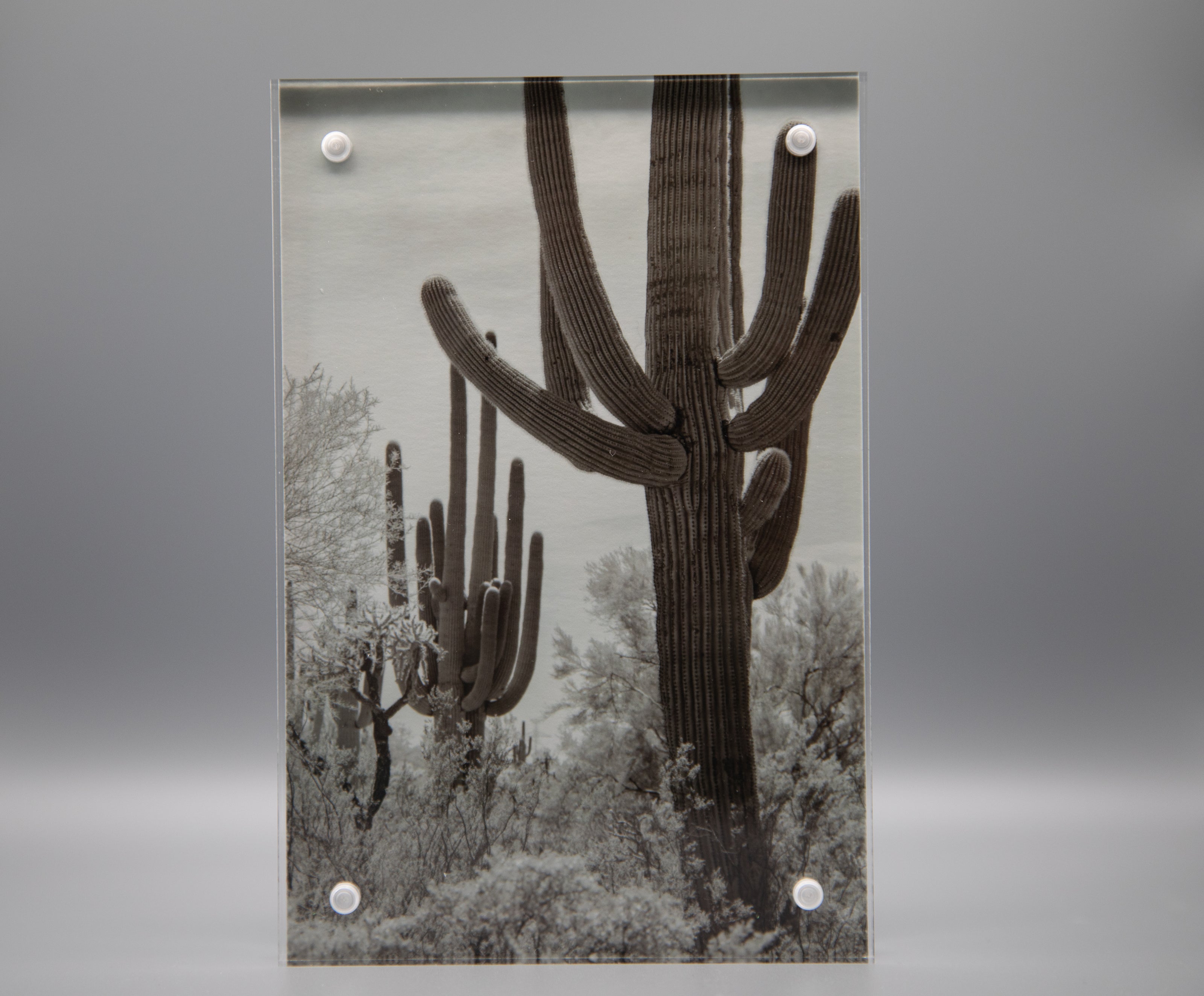 Saguaro Framed Print * Giclee Fine Art Print * Acrylic Frame Desktop
