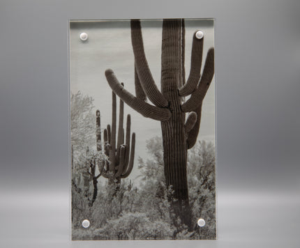 Saguaro Framed Print * Giclee Fine Art Print * Acrylic Frame Desktop