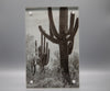 Saguaro Framed Print * Giclee Fine Art Print * Acrylic Frame Desktop
