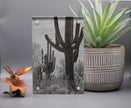 Saguaro Framed Print * Giclee Fine Art Print * Acrylic Frame Desktop