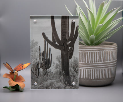 Saguaro Framed Print * Giclee Fine Art Print * Acrylic Frame Desktop