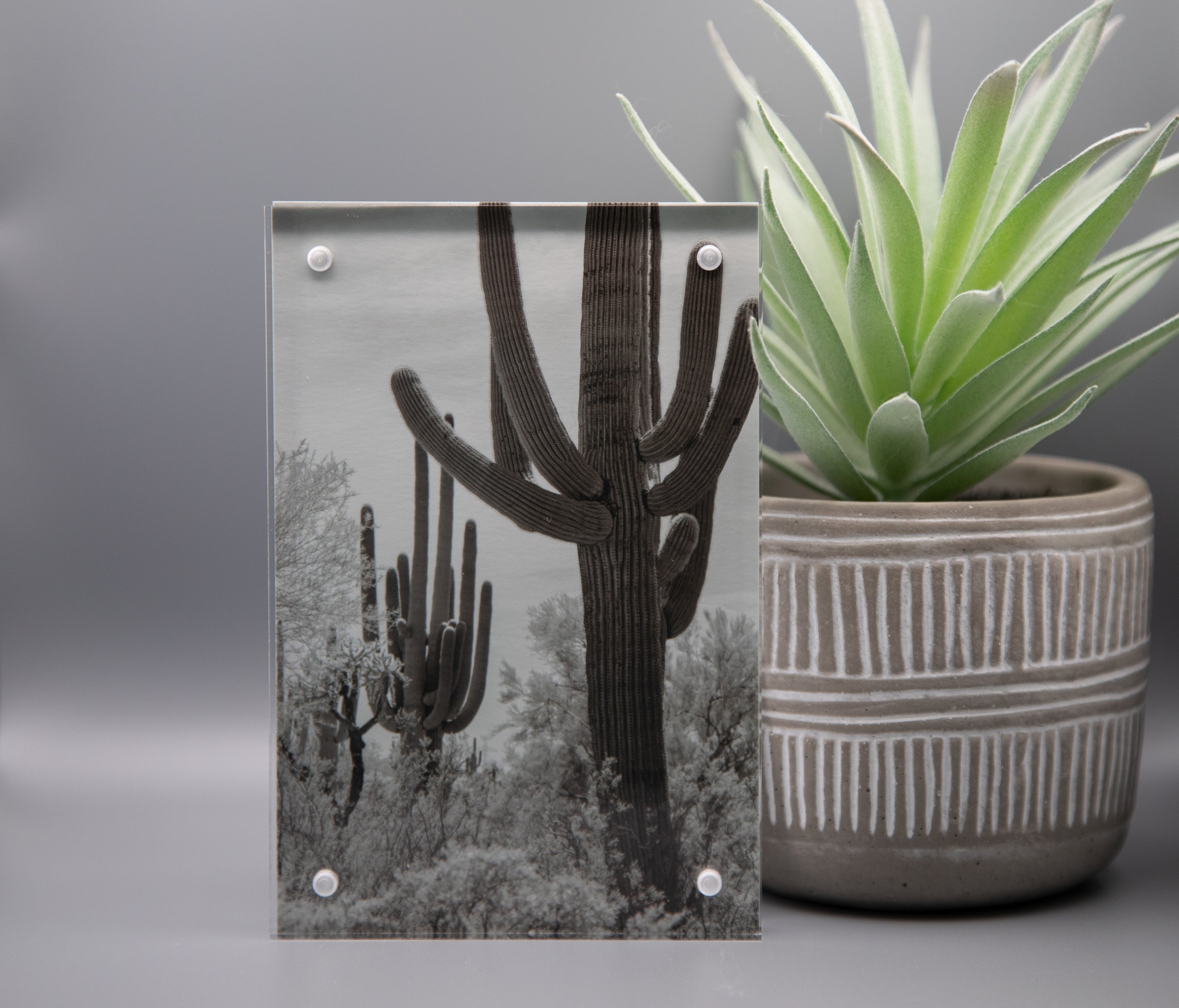 Saguaro Framed Print * Giclee Fine Art Print * Acrylic Frame Desktop